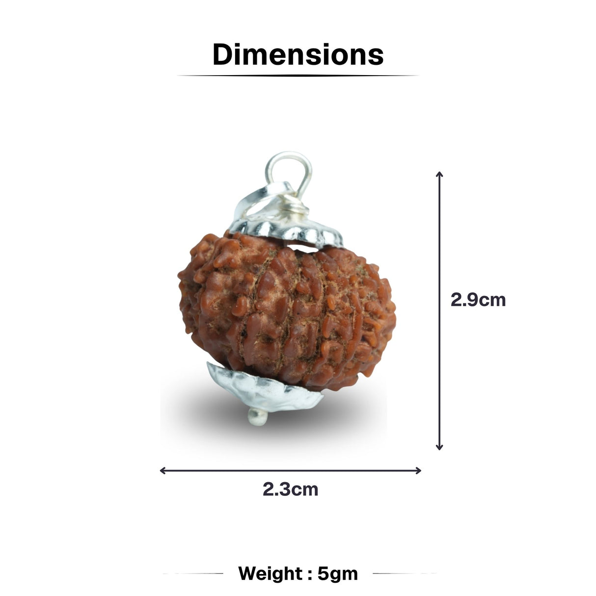 16 Mukhi Nepali Rudraksha - Solah Mukhi