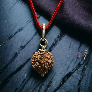 5 Mukhi Nepali Rudraksha - Paanch Mukhi